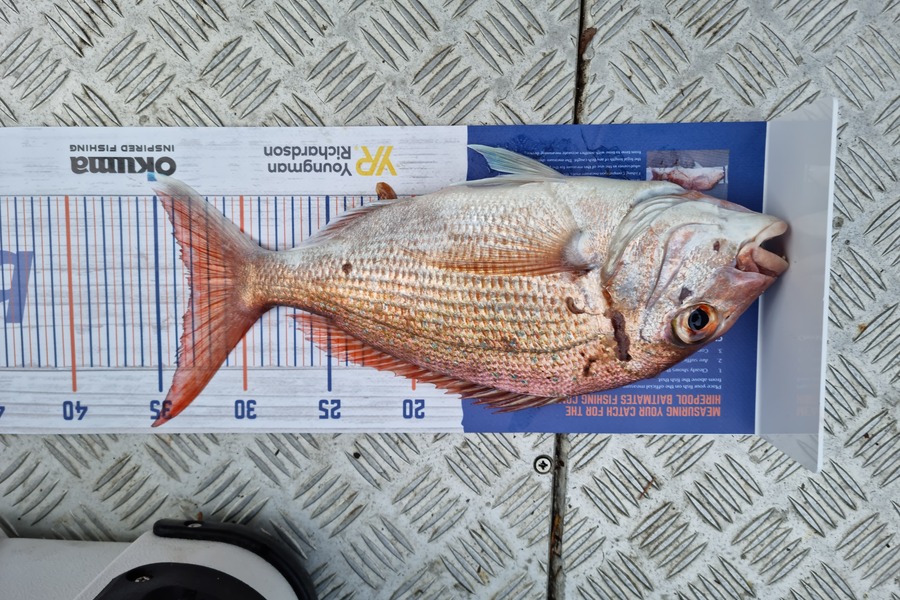 Damo Dalton caught this 33.0cm Snapper at Hauraki Gulf during The Hirepool Baitmates Fishing Comp